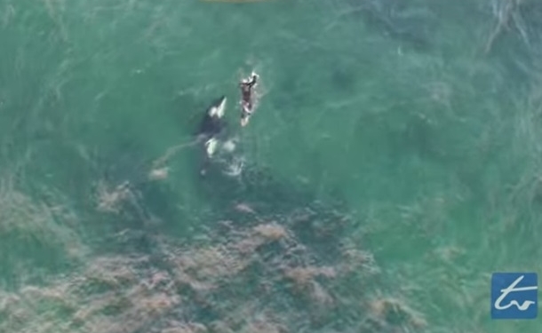 Опасное удовольствие. В Новой Зеландии байдарочник прыгнул в воду – поплавать с косаткой