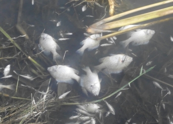 На Николаевщине – массовый мор рыбы: погибло более полумиллиона экземпляров