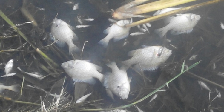 На Николаевщине – массовый мор рыбы: погибло более полумиллиона экземпляров