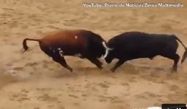 Погибли до боя. В Испании на фестивале матадоров два быка закололи друг друга