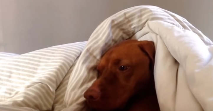 Доброе утро! Вы не любите, когда вас будит будильник? Собаки тоже! Посмотрите, как они на него реагируют