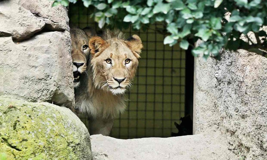 В Лейпциге из зоопарка сбежали два льва. Одного застрелила полиция 1