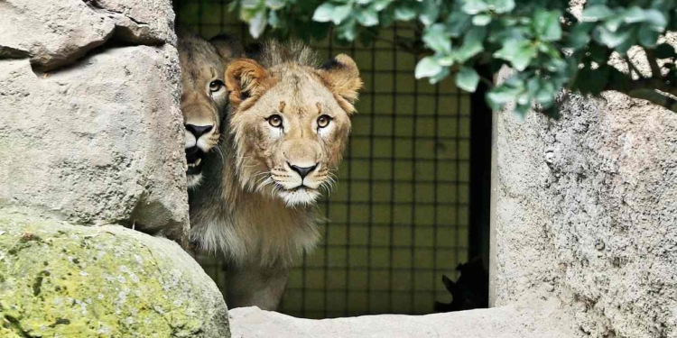 В Лейпциге из зоопарка сбежали два льва. Одного застрелила полиция