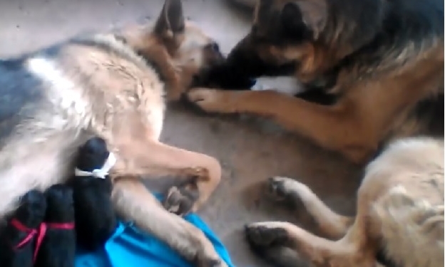 “Мы нежность”. Материнская любовь и отцовская забота овчарок тронула человеческие сердца