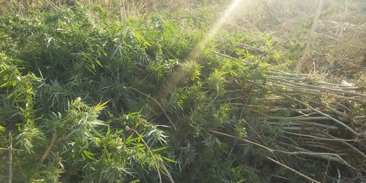 В Березанском районе полиция «выкосила» плантацию марихуаны на 1 миллион гривен