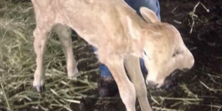 Два рта, четыре ноги. В США родился двухголовый теленок