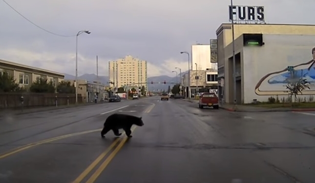 В США копы 2 часа гонялись по городу за медведем. А он спрятался в ресторане