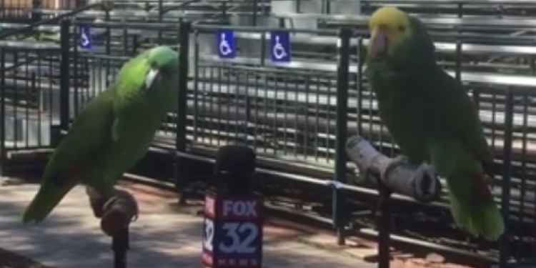 Интервью должно быть коротким, ярким и запоминающимся. Попугаи дали мастер-класс политикам