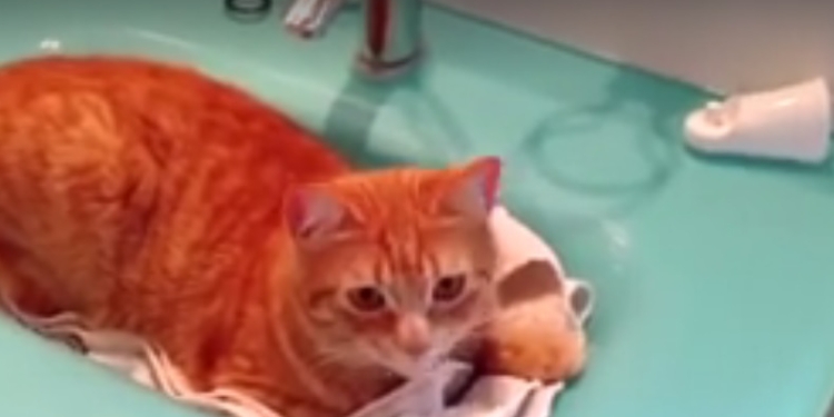 Невероятный рыжий кот, который обожает электрическую зубную щетку