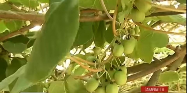 На Закарпатье селекционер вырастил сорт морозостойкого киви