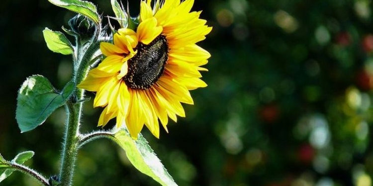 Украина существенно увеличила экспорт масла