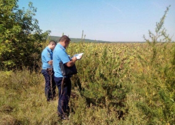 В Вознесенском районе у поля с подсолнечником «приютилась» плантация конопли