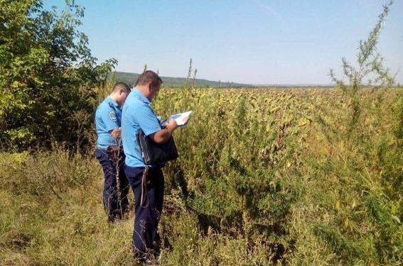 В Вознесенском районе у поля с подсолнечником «приютилась» плантация конопли