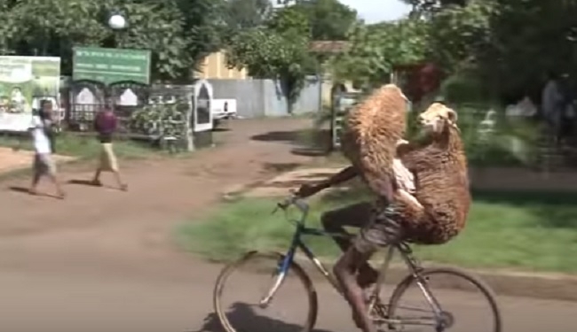 Особенности пассажирских перевозок. Этот велосипедист везет сразу двух овец