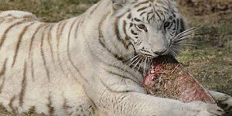 Комитет Верховной Рады предлагает запретить фотографировать диких животных в городах и сёлах