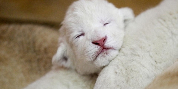 В Венгрии львица родила на глазах у посетителей зоопарка