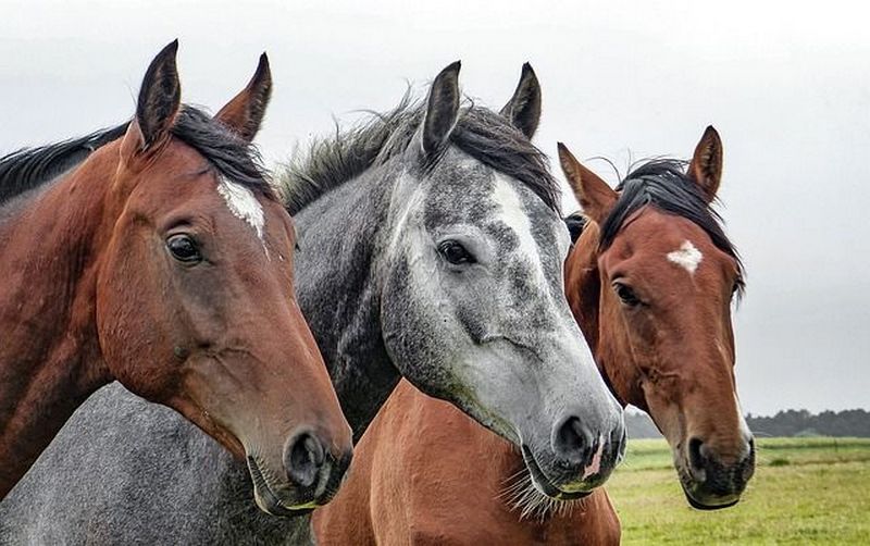 В Норвегии ученые научили коней понимать язык символов 2