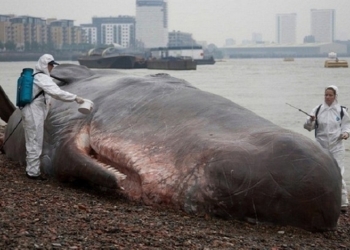 На берега Чили выбросились громадные киты