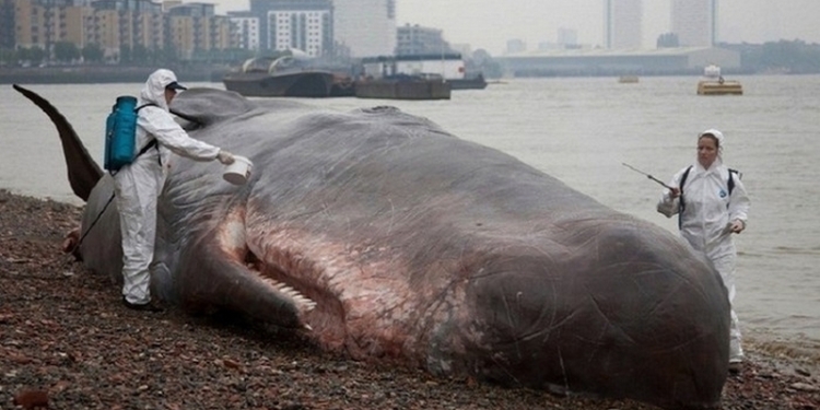 На берега Чили выбросились громадные киты