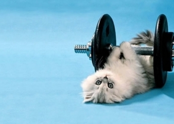 Японцы придумали уникальный тренажер для четвероногих питомцев и их владельцев