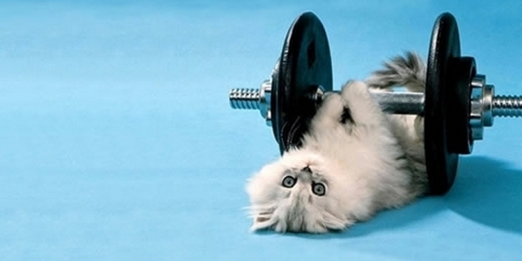 Японцы придумали уникальный тренажер для четвероногих питомцев и их владельцев