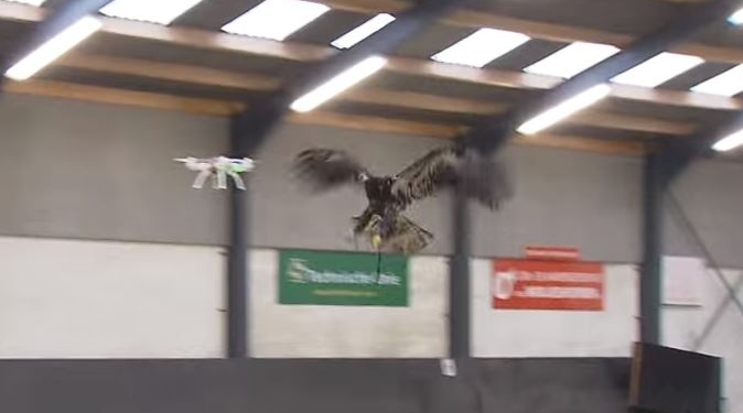 В Голландии полиция научила орлов охотиться на беспилотники