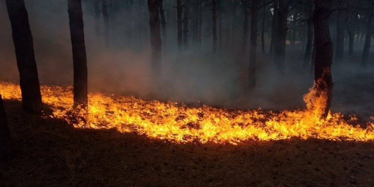 Новый въезд в Матвеевский лес оправдал свое появление в день открытия: пожар удалось погасить очень быстро, хотя и есть потери лесонасаждений