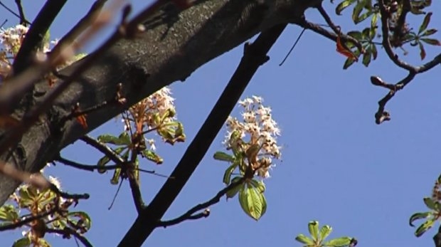 А в Виннице снова зацвели каштаны и акации