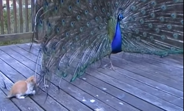 Лучшая игрушка для котенка – шикарный хвост павлина. Правда, павлин с этим не согласен