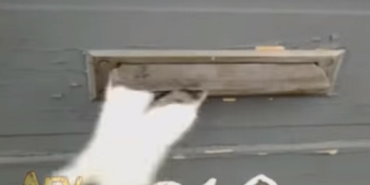 Коты тоже не любят плохие вести. Почтальону пришлось снять видео, чтобы доказать, кто выбрасывает письма и газеты