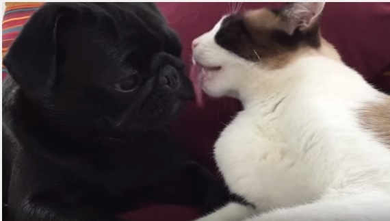 Когда еще хочется поспать. Умный кот усыпил непоседливого мопса