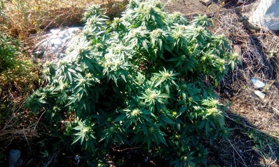 На Николаевщине полицейские изъяли конопли на 50 тысяч гривен