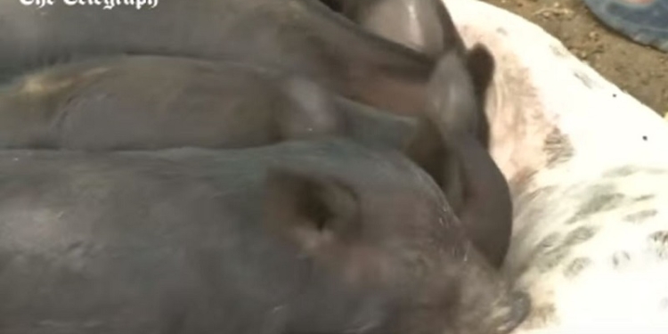 На Кубе собака усыновила поросят. Им нравится