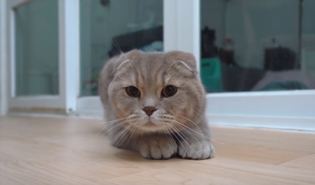 Похолодало, и вас дома одолевают мухи? Заведите кота, он объявит им войну