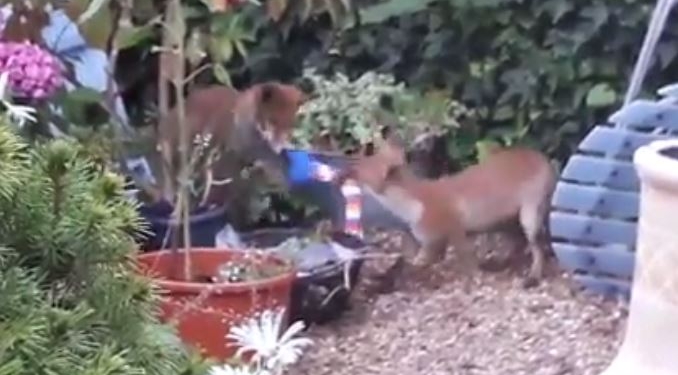 Все, как у людей. Лисы в чужом саду устроили “разборки” за совершенно не нужную им вещь