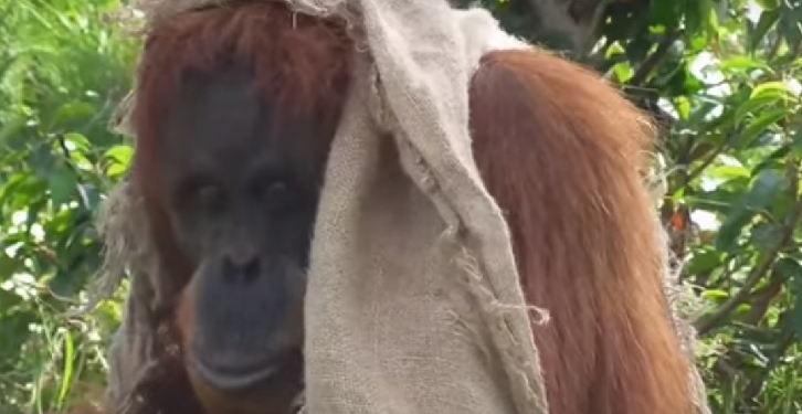 Пока еще жарко – тряпочку на голову. Как спасаются обезьяны от жары