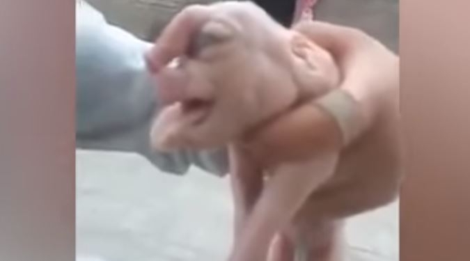 В Китае родился поросенок с “человеческим лицом” и гениталиями на лбу. Жуткое видео