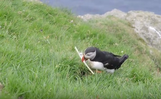 Вот так и наши политики, как этот тупик. Птица готова разбиться с ценным грузом, хотя все решается просто