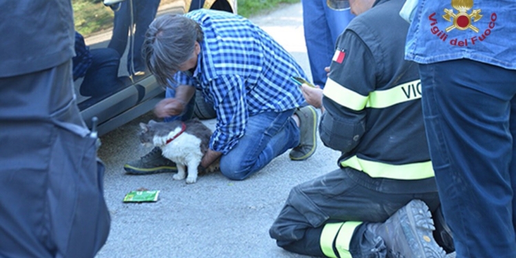 Невероятно! В Италии через 32 дня после землетрясения достали из-под завалов живого кота
