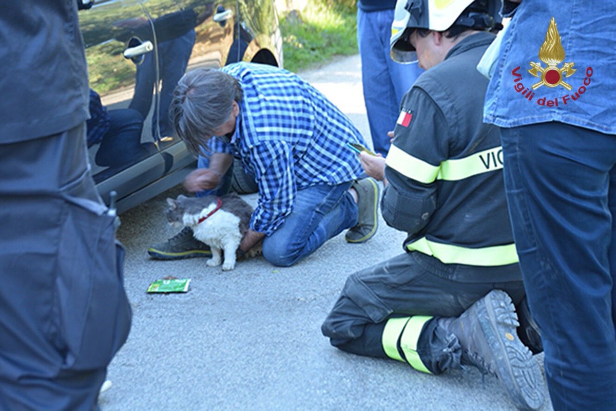 Невероятно! В Италии через 32 дня после землетрясения достали из-под завалов живого кота