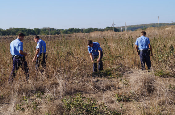 В Николаевской области обнаружили поле конопли – 900 кустов