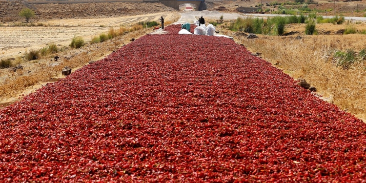 Как сушат красный перец в Турции? Да на дороге!