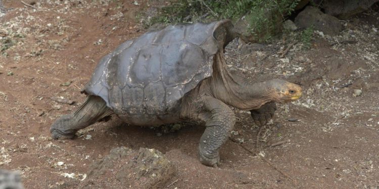 Кохайтеся! Как один Диего и его гарем спасли от вымирания целое “племя”