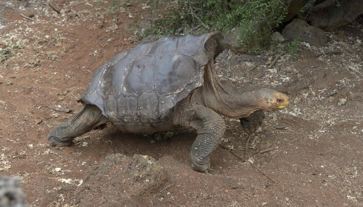 Кохайтеся! Как один Диего и его гарем спасли от вымирания целое “племя”