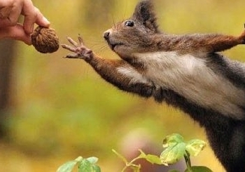 Сейф и охранник в одном лице. Хитрая белка прячет орехи…в собаке