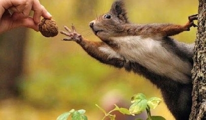 Сейф и охранник в одном лице. Хитрая белка прячет орехи…в собаке