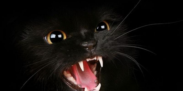 Почтальонов не любят не только собаки