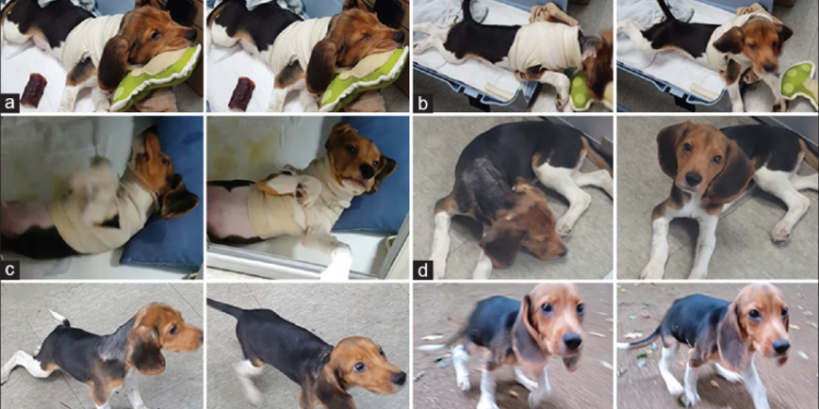 Итальянский нейрохирург провел операцию по пересадке головы