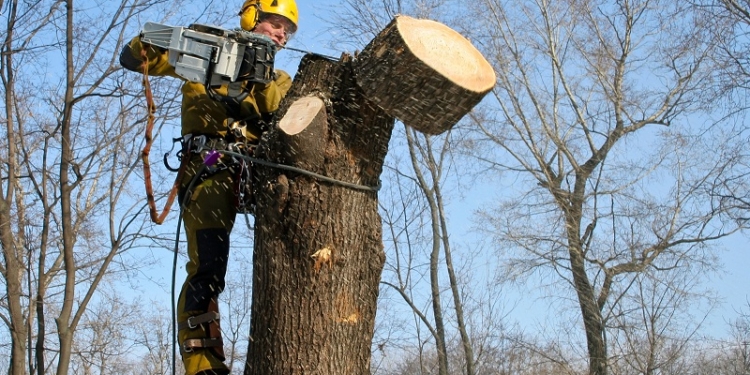 Тендер на благоустройство “Парка Победы” выиграла очаковская фирма, “обкорнавшая” деревья половине Николаева