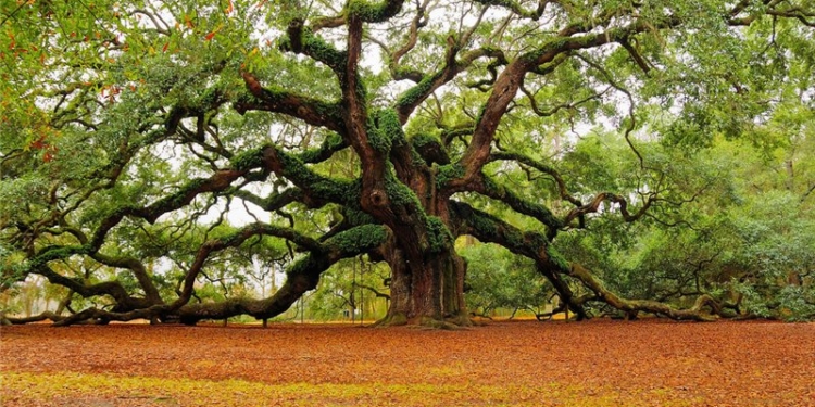 Дуболомы. В Николаевской области неизвестные срубили 93 дуба